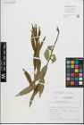Foto von Salix fragilis L. x Salix triandra L.